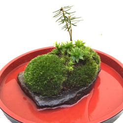 苔盆栽(苔島魔法の鏡) 6枚目の画像