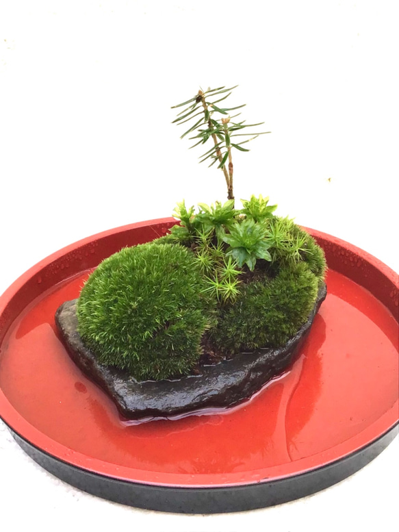 苔盆栽(苔島魔法の鏡) 6枚目の画像