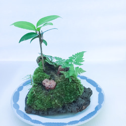 苔盆栽(苔島風流椿) 4枚目の画像