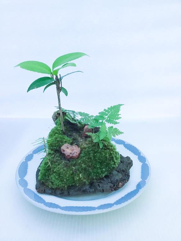 苔盆栽(苔島風流椿) 4枚目の画像