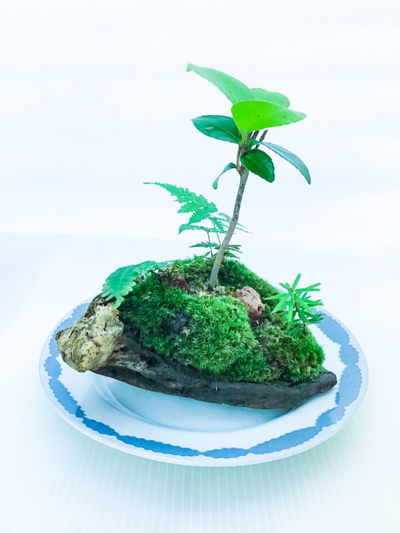 苔盆栽(苔島風流椿) 5枚目の画像