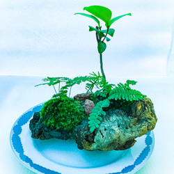 苔盆栽(苔島風流椿) 8枚目の画像