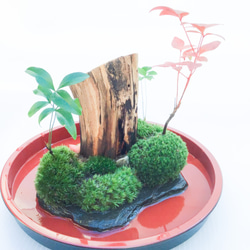 苔盆栽(苔島泰山) 3枚目の画像