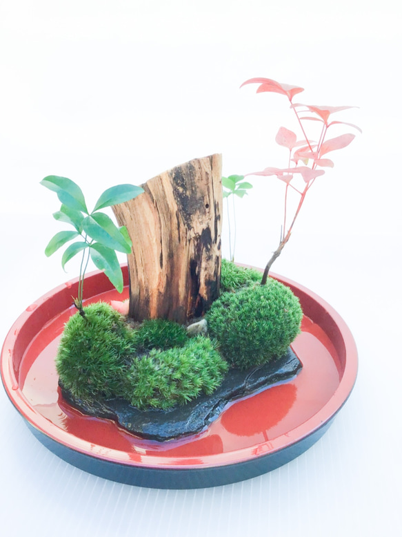 苔盆栽(苔島泰山) 3枚目の画像
