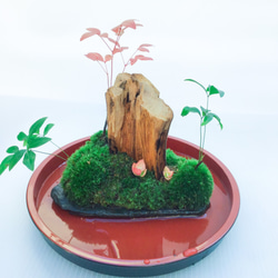 苔盆栽(苔島泰山) 4枚目の画像