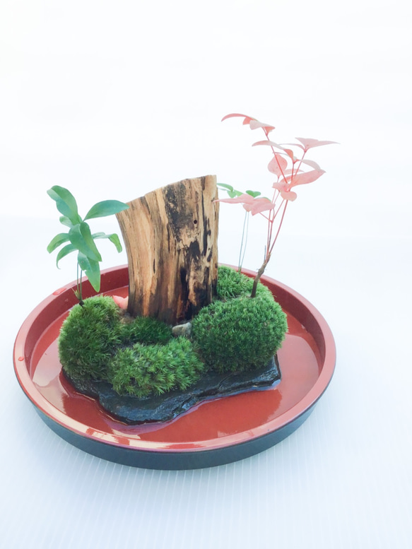 苔盆栽(苔島泰山) 7枚目の画像