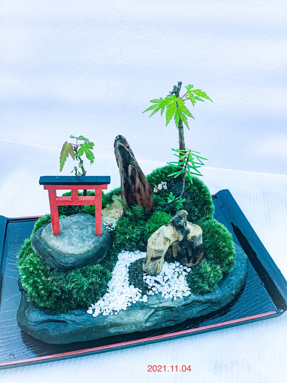 苔盆栽(苔島山モミジにある臥龍出山) 1枚目の画像