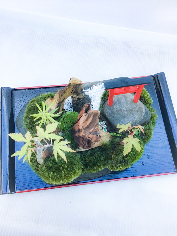 苔盆栽(苔島山モミジにある臥龍出山) 3枚目の画像