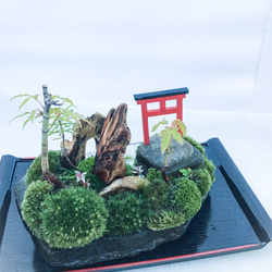 苔盆栽(苔島山モミジにある臥龍出山) 4枚目の画像