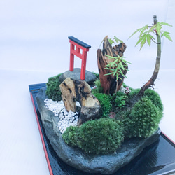 苔盆栽(苔島山モミジにある臥龍出山) 5枚目の画像