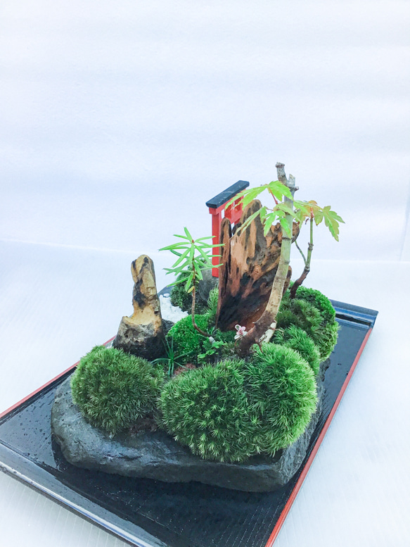苔盆栽(苔島山モミジにある臥龍出山) 6枚目の画像