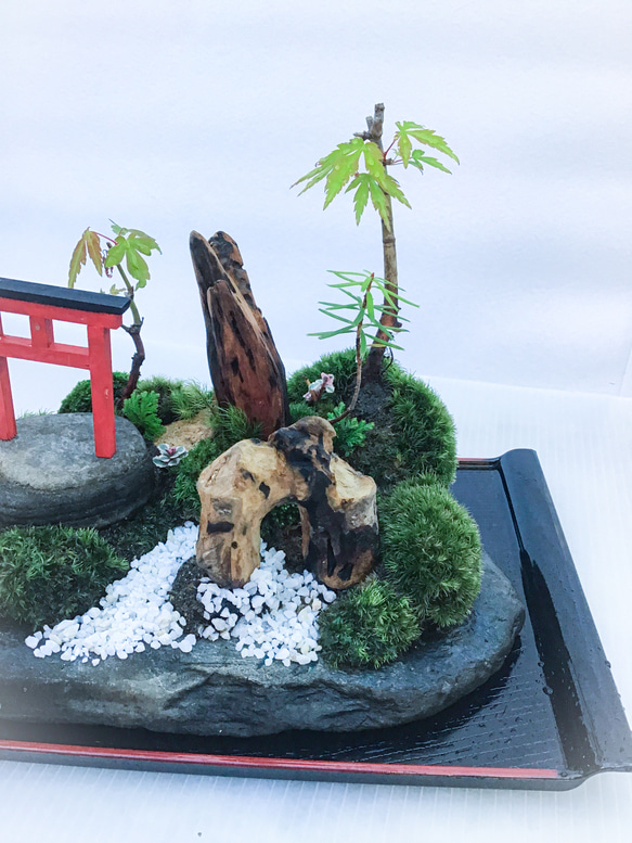苔盆栽(苔島山モミジにある臥龍出山) 7枚目の画像