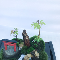 苔盆栽(苔島山モミジにある臥龍出山) 8枚目の画像