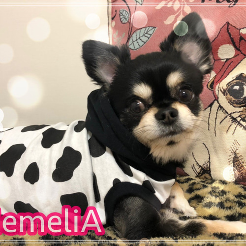 ダックス服】牛ちゃんなりきりドッグウェア【大人気】 ペット服