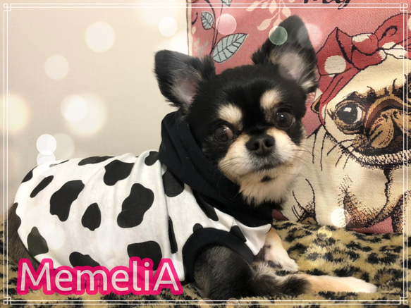 ダックス服】牛ちゃんなりきりドッグウェア【大人気】 ペット服