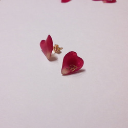本物のお花　ハート型バラの花びらピアス 再販 1枚目の画像