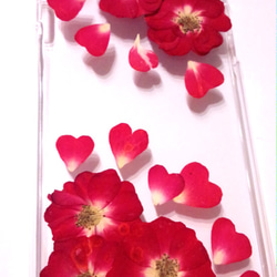 本物のお花　バラのiPhone6 6sケース　再販 1枚目の画像