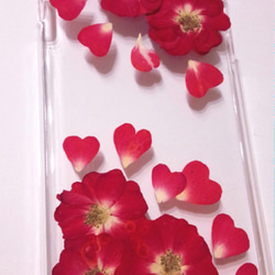 本物のお花　バラのiPhone6 6sケース　再販 2枚目の画像