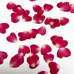 本物のお花　ハートのバラの花びら　50枚セット(おまけ数枚つき) 3枚目の画像