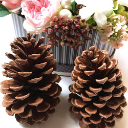 大きな松ぼっくり(14cmサイズ•7個　11cmサイズ•11個) 大きな松ぼっくり(14cmサイズ•7個 11cmサイズ•11個) 大きな松ぼっくり