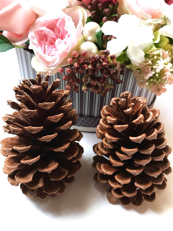 大きな松ぼっくり4個セット その他素材 Sunny Scent 通販 5002549