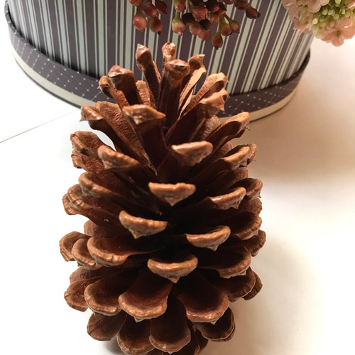 大きな松ぼっくり(14cmサイズ•7個 11cmサイズ•11個) Amazon.co.jp