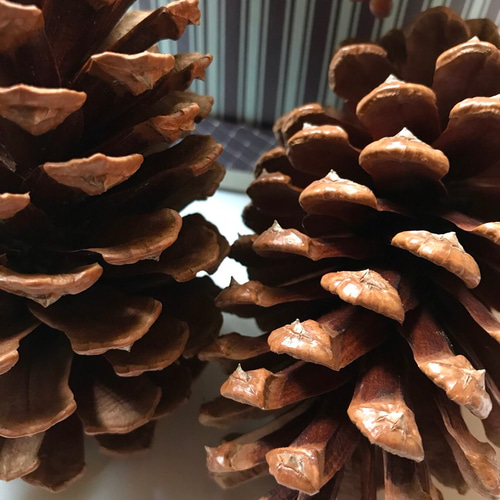 大きな松ぼっくり4個セット その他素材 Sunny Scent 通販 5002549