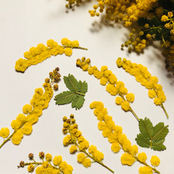 本物のお花　ミモザの押し花セット 1枚目の画像