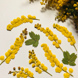 本物のお花　ミモザの押し花セット 2枚目の画像