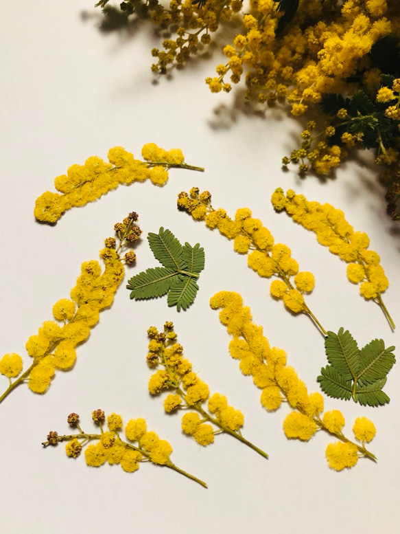 本物のお花　ミモザの押し花セット 2枚目の画像