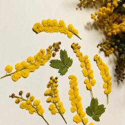 本物のお花　ミモザの押し花セット 3枚目の画像