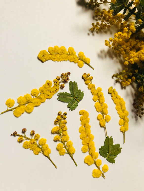 本物のお花　ミモザの押し花セット 3枚目の画像