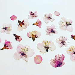本物のお花　桜の押し花セット 1枚目の画像