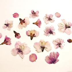 本物のお花　桜の押し花セット 2枚目の画像