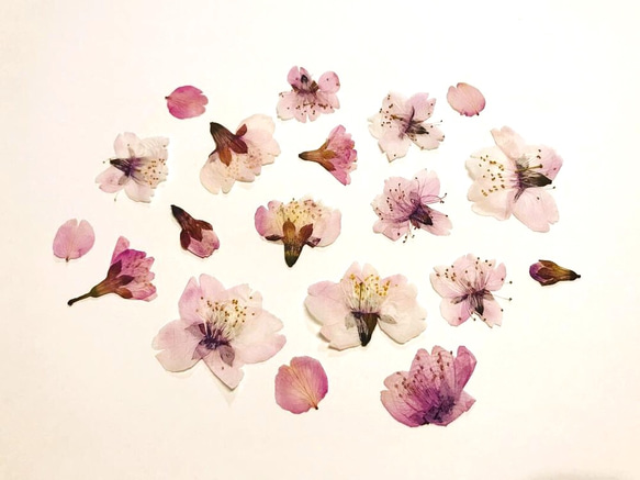 本物のお花　桜の押し花セット 2枚目の画像