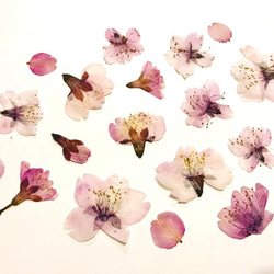 本物のお花　桜の押し花セット 3枚目の画像