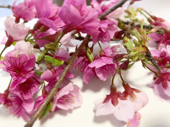 本物のお花　桜の押し花セット 4枚目の画像