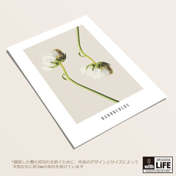 -RANUNCULUS- ラナンキュラス⋆ボタニカル インテリアポスター【165】 5枚目の画像