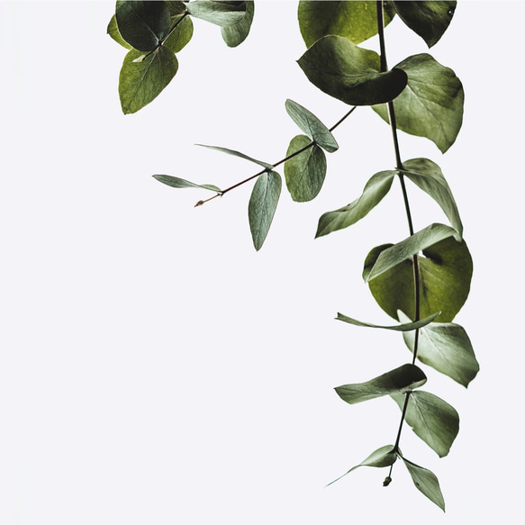 -eucalyptus leaf- ユーカリ⋆ボタニカル インテリアポスター【162】 6枚目の画像