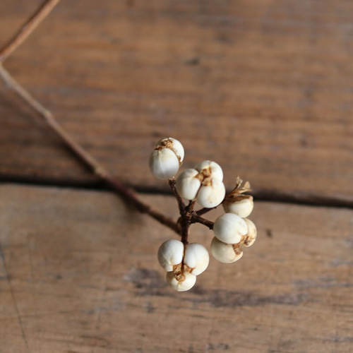 ナンキンハゼ。今年早採り。25本。ナンキンハゼの実。ドライフラワー