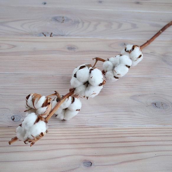【 ドライフラワー 】 綿の実枝つき ホワイト / コットンフラワー リース クリスマス 素材 インテリア ナチュラル 1枚目の画像