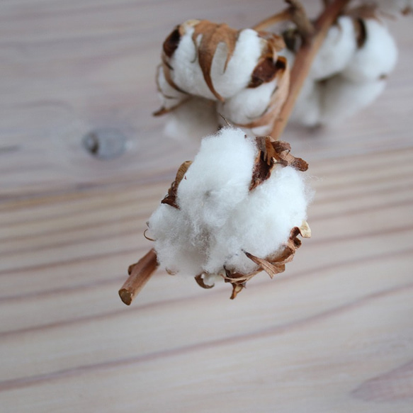 【 ドライフラワー 】 綿の実枝つき ホワイト / コットンフラワー リース クリスマス 素材 インテリア ナチュラル 4枚目の画像