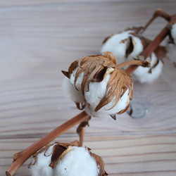 【 ドライフラワー 】 綿の実枝つき ホワイト / コットンフラワー リース クリスマス 素材 インテリア ナチュラル 5枚目の画像