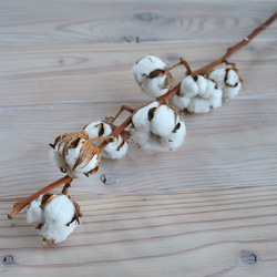 【 ドライフラワー 】 綿の実枝つき ホワイト / コットンフラワー リース クリスマス 素材 インテリア ナチュラル 6枚目の画像