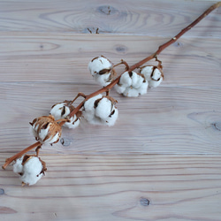 【 ドライフラワー 】 綿の実枝つき ホワイト / コットンフラワー リース クリスマス 素材 インテリア ナチュラル 7枚目の画像