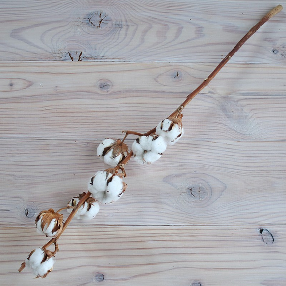 【 ドライフラワー 】 綿の実枝つき ホワイト / コットンフラワー リース クリスマス 素材 インテリア ナチュラル 8枚目の画像