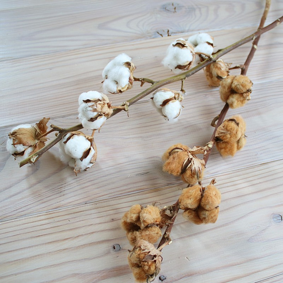 【 ドライフラワー 】 綿の実枝つき ホワイト / コットンフラワー リース クリスマス 素材 インテリア ナチュラル 10枚目の画像