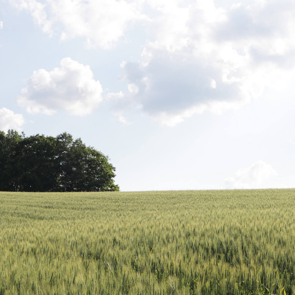 ミニ麦スタンドブーケ ◆ 北海道産小麦のナチュラルスタンドタイプのドライフラワーブーケ 北欧 インテリア ボタニカル 5枚目の画像
