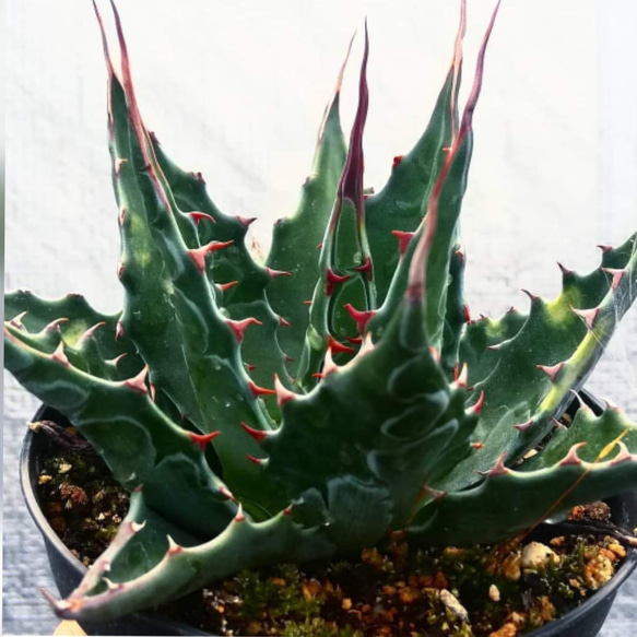 Agave  モンタナ　ロングスピン 1枚目の画像