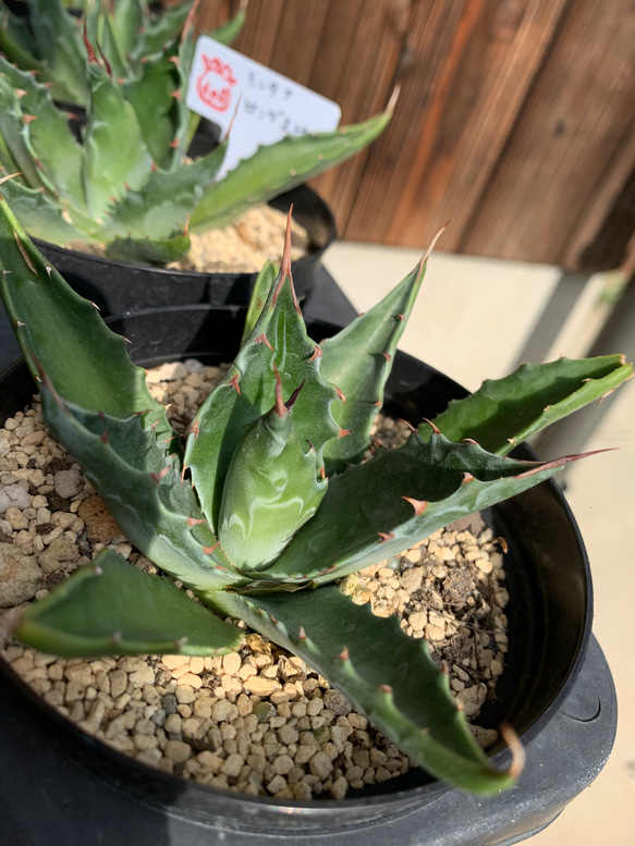 Agave  モンタナ　ロングスピン 3枚目の画像